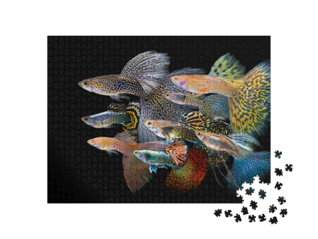 Puzzel 1000 stukjes „Kleurrijke guppy“