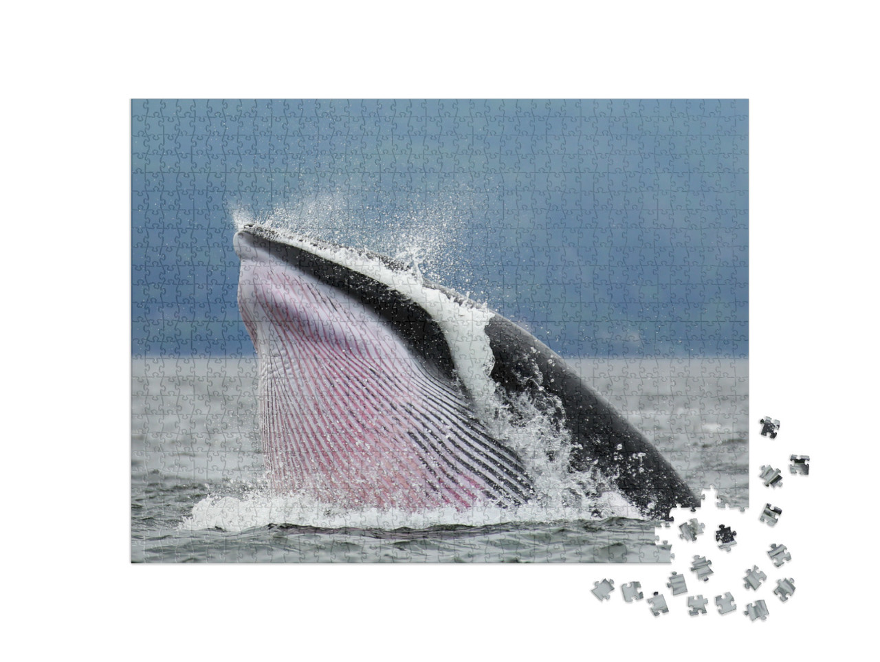 Puzzel 1000 stukjes „Dwergvinvis in Tadoussac Québec“