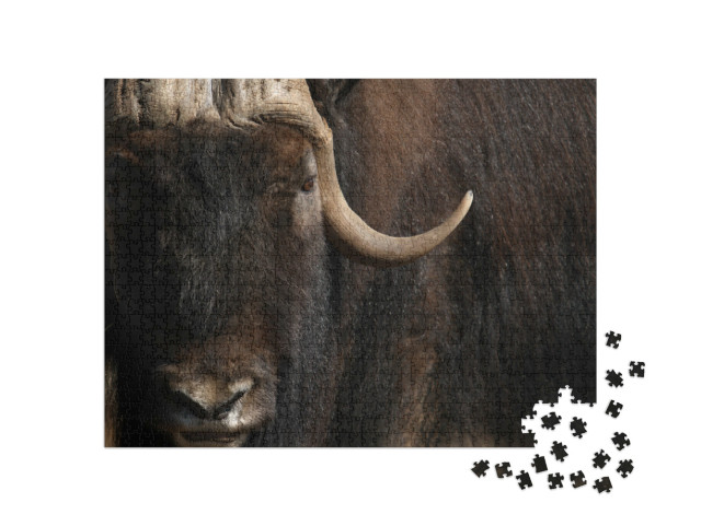 Puzzel 1000 stukjes „Portret van een oude muskusos met lange hoorn en vacht“