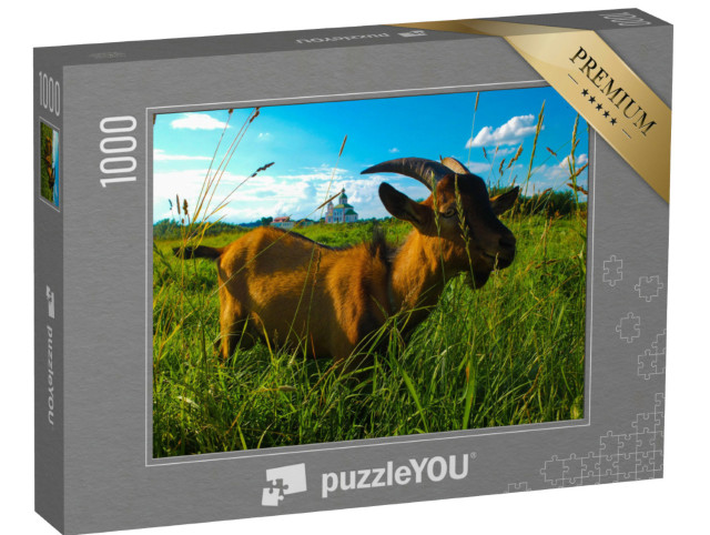 Puzzel 1000 stukjes „Gedomesticeerde geit eet weelderig gras in een veld in een dorp“