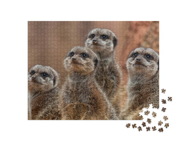 Puzzel 1000 stukjes „Een groep schattige stokstaartjes“