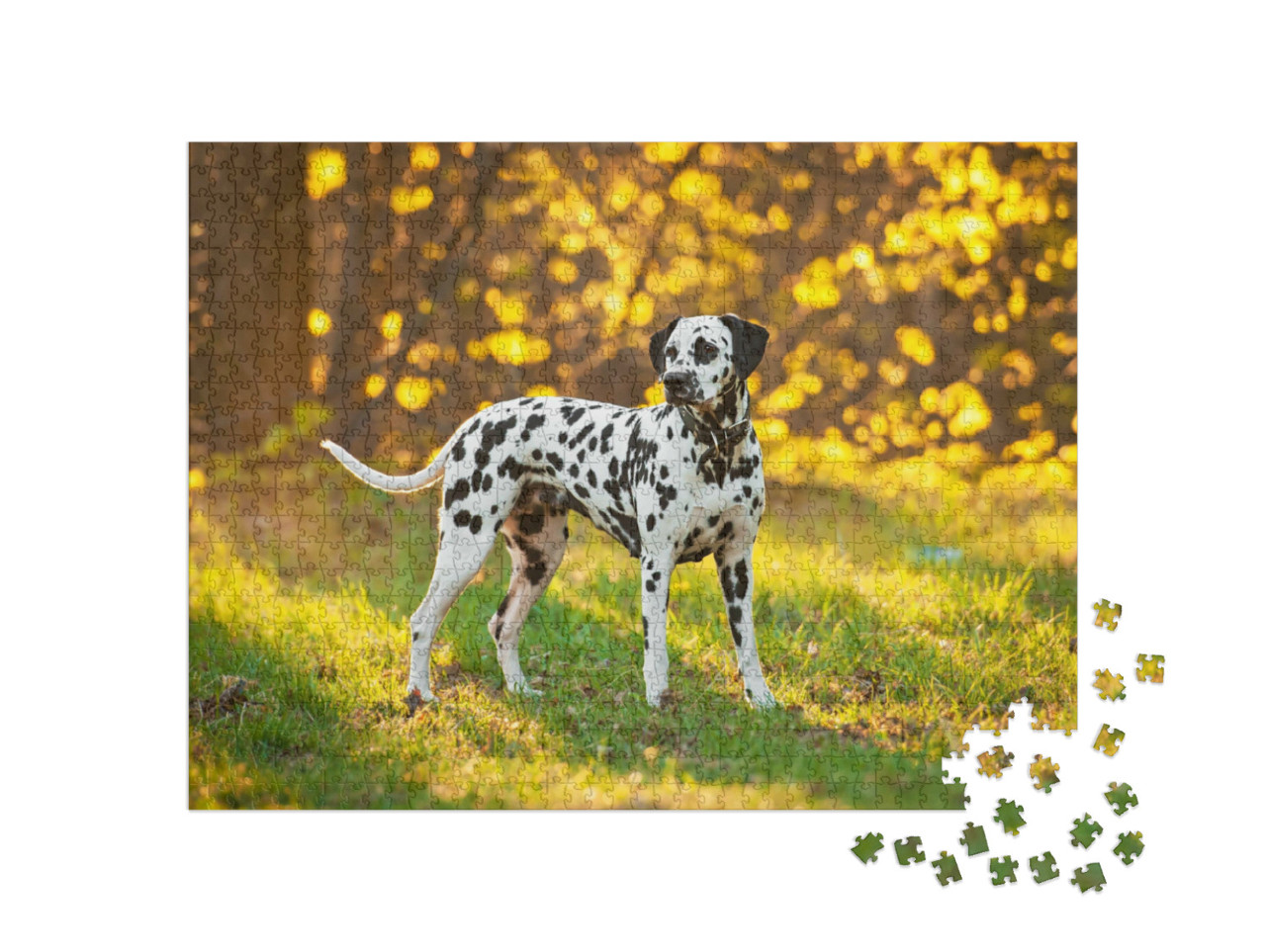 Puzzel 1000 stukjes „Dalmatiërs bij zonsondergang“
