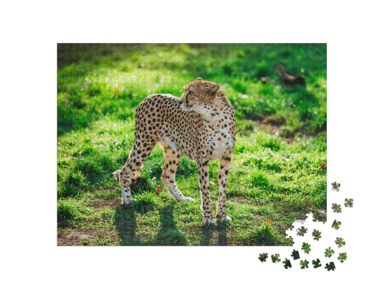 Puzzel 1000 stukjes „Jachtluipaard wilde kat op groen gras“