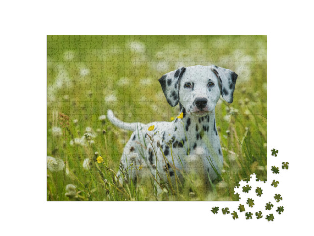 Puzzel 1000 stukjes „Dalmatiër puppy op een paardenbloem weide“