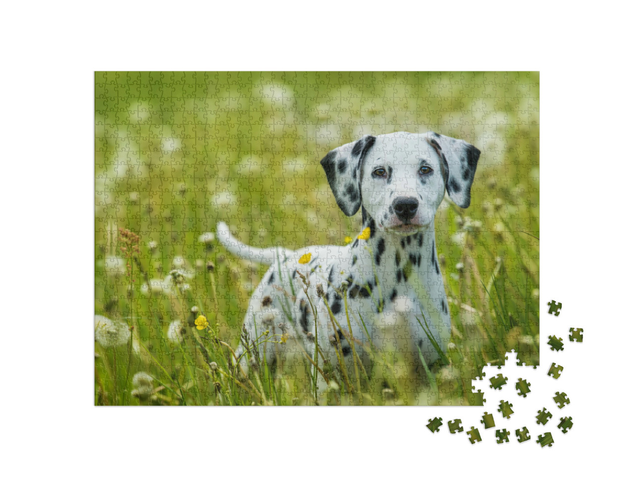 Puzzel 1000 stukjes „Dalmatiër puppy op een paardenbloem weide“