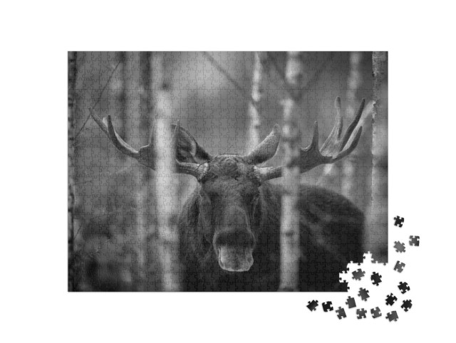 Puzzel 1000 stukjes „Portret van eland, Noord-Amerika“