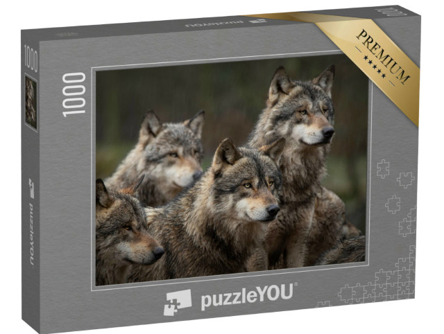Puzzel 1000 stukjes „Grijze wolvenroedel in het bos“