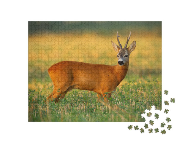 Puzzel 1000 stukjes „Roebuck in het veld in het avondlicht“