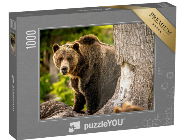 Puzzel 1000 stukjes „Volwassen grizzlybeer rent door het bos“