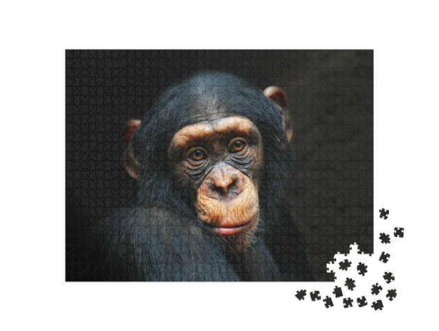 Puzzel 1000 stukjes „Portret van een chimpansee“