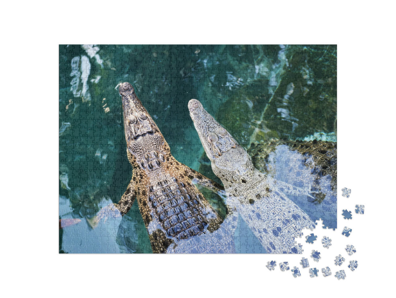 Puzzel 1000 stukjes „Jonge Australische krokodillen in Darwin, Australië“
