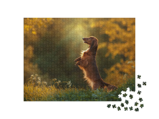 Puzzel 1000 stukjes „Een teckel tijdens een avondwandeling“