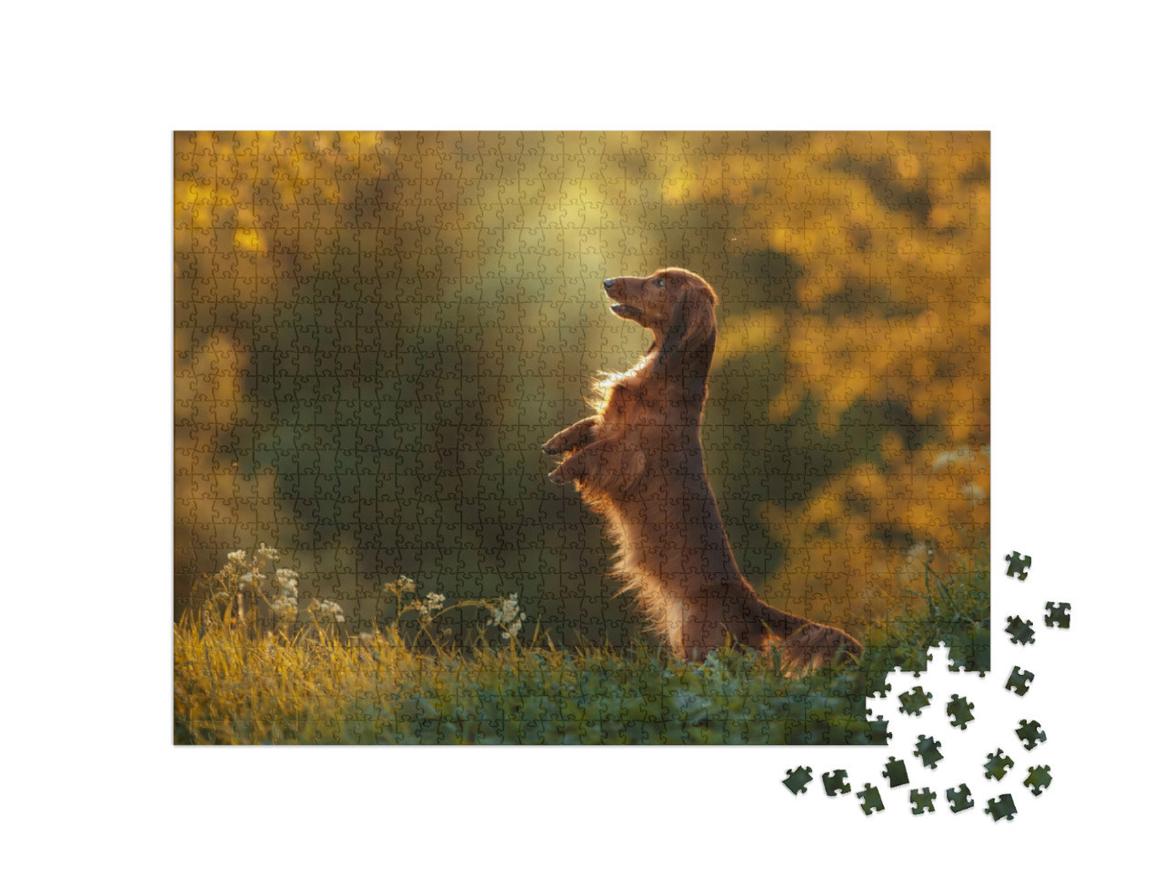 Puzzel 1000 stukjes „Een teckel tijdens een avondwandeling“