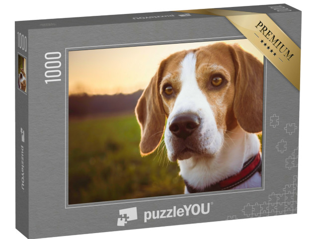 Puzzel 1000 stukjes „Portret van een beagle bij zonsondergang“