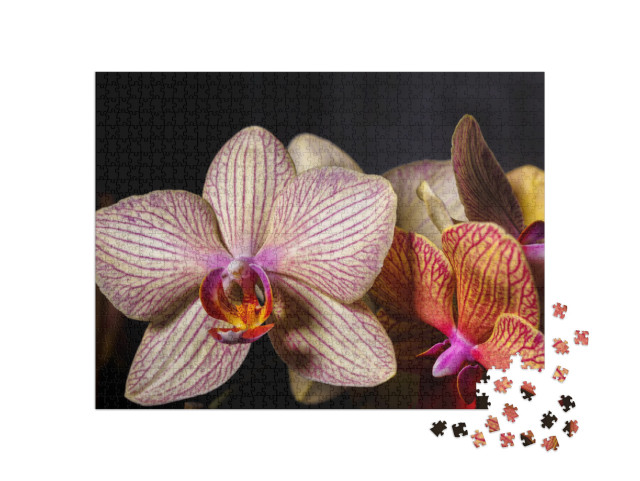 Puzzel 1000 stukjes „Prachtige geel-roze orchidee bloem in close-up“