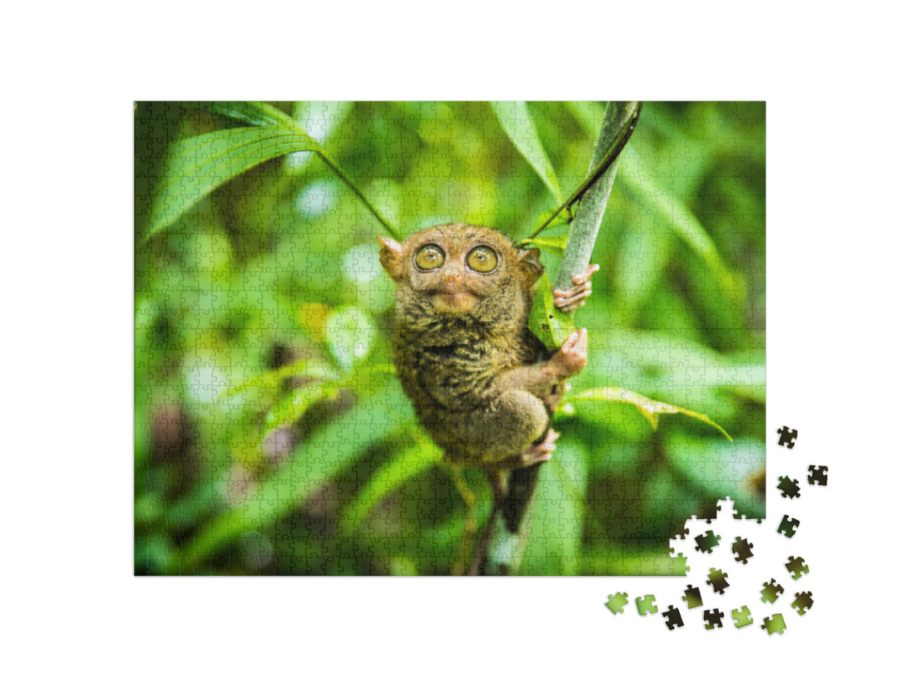 Puzzel 1000 stukjes „Filippijnse tarsier: een van de kleinste primaten ter wereld“