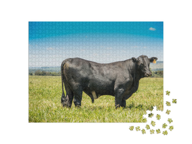 Puzzel 1000 stukjes „Angus vee in zijaanzicht“