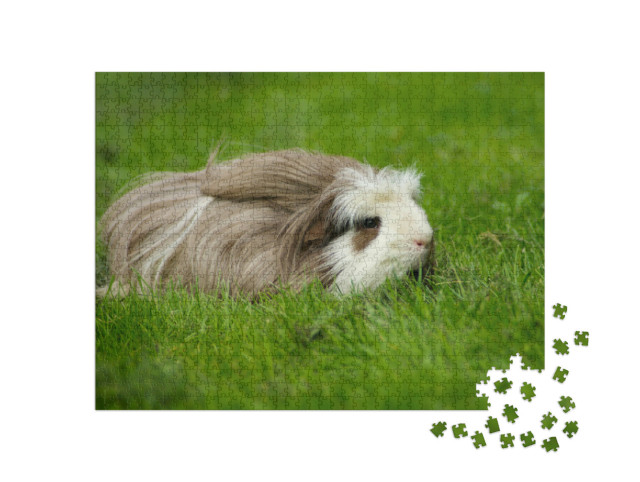 Puzzel 1000 stukjes „Cavia, langharig met kam“
