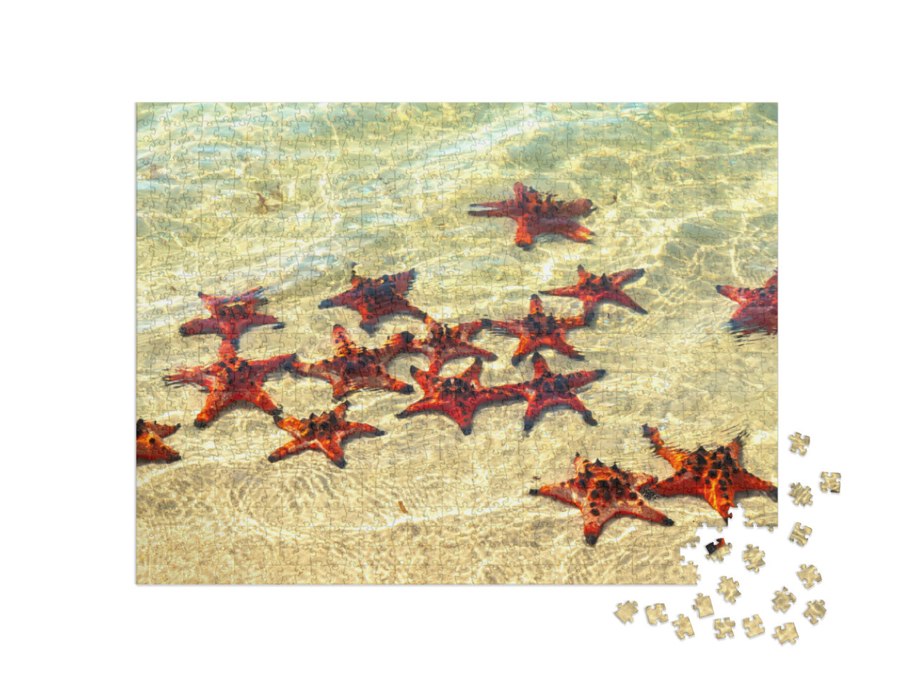 Puzzel 1000 stukjes „Zonnebadende zeesterren“