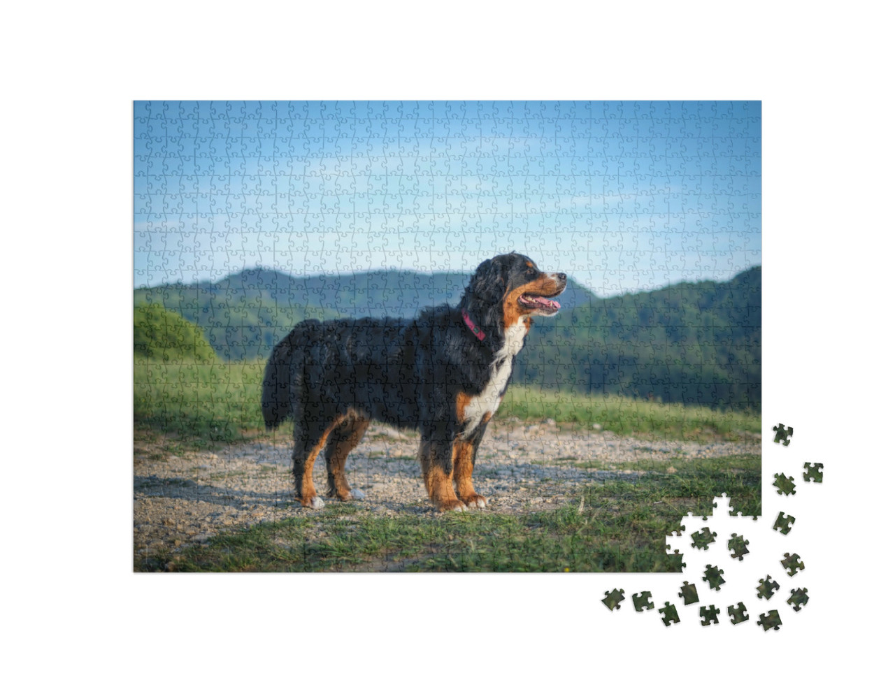 Puzzel 1000 stukjes „Een Berner Sennenhond ligt 's avonds te zonnebaden“