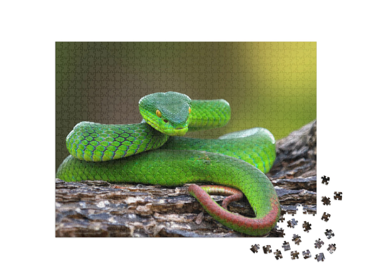 Puzzel 1000 stukjes „Trimisurus albolabris, groene slang op tak“