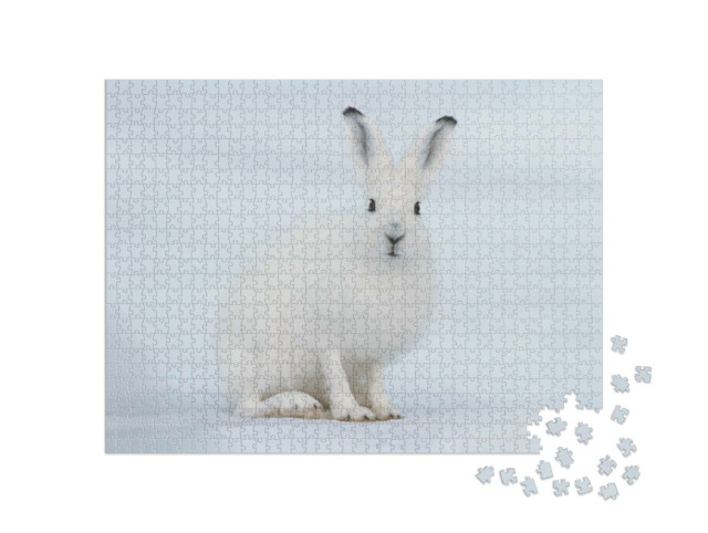 Puzzel 1000 stukjes „Een witte haas in de toendra, Siberië“