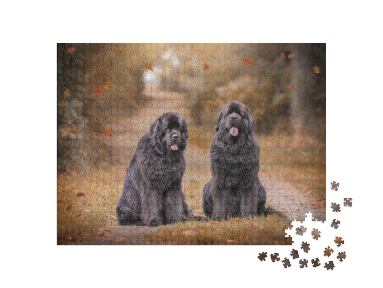 Puzzel 1000 stukjes „Twee Newfoundlanders op een herfstig bospad“