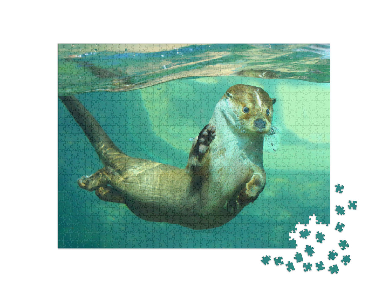 Puzzel 1000 stukjes „De Europese otter onder water“