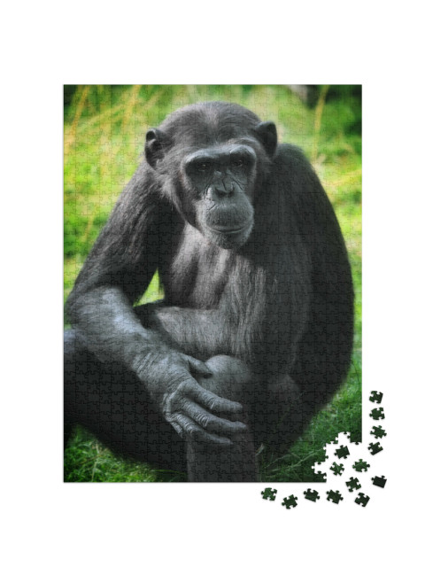 Puzzel 1000 stukjes „Chimpansees“
