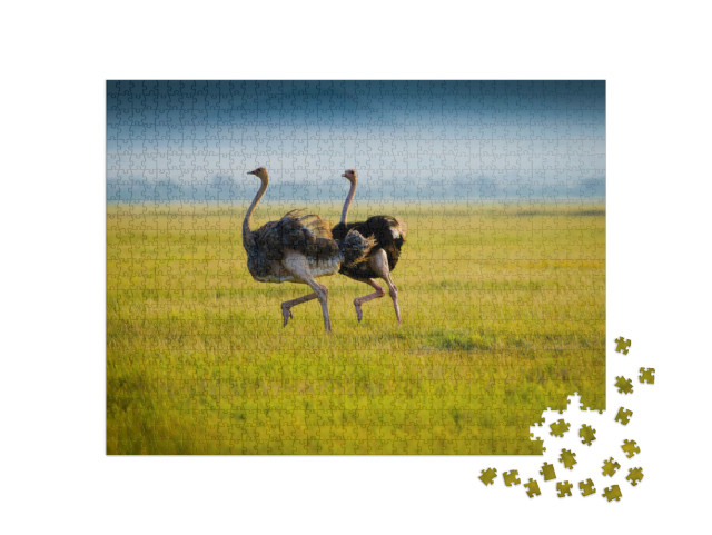 Puzzel 1000 stukjes „Twee Afrikaanse struisvogels in het gras“