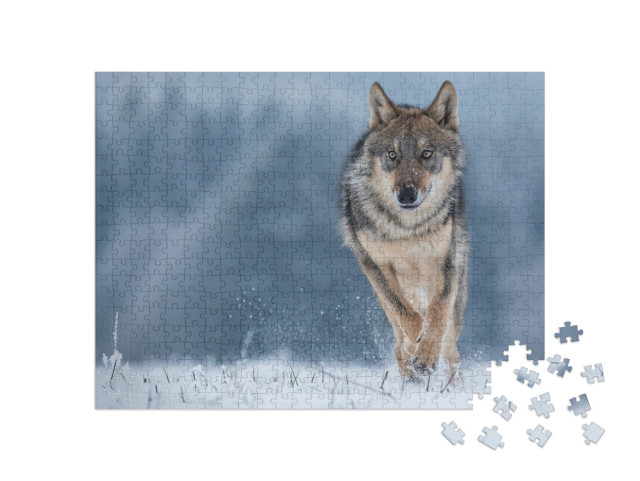 Puzzel 500 stukjes „Studie van een grijze wolf“