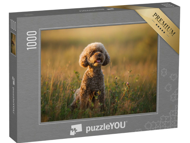 Puzzel 1000 stukjes „Dwergchocoladepoedel op de wei in het avondlicht“