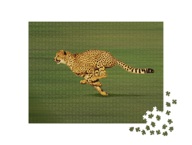 Puzzel 1000 stukjes „Volwassen jachtluipaard sprint“