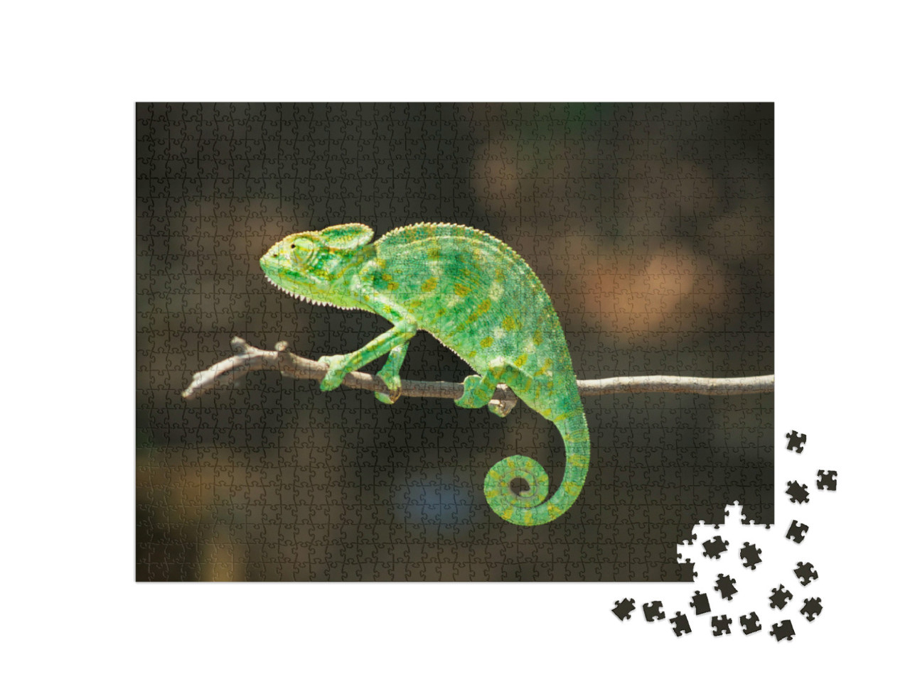Puzzel 1000 stukjes „Zuid-Aziatische kameleon, Chamaeleo zeylanicus“