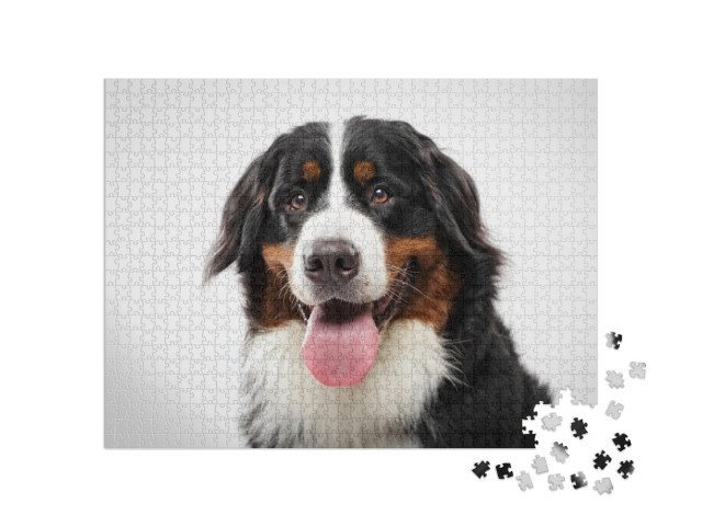 Puzzel 1000 stukjes „Portret van een zwarte Berner Sennenhond“