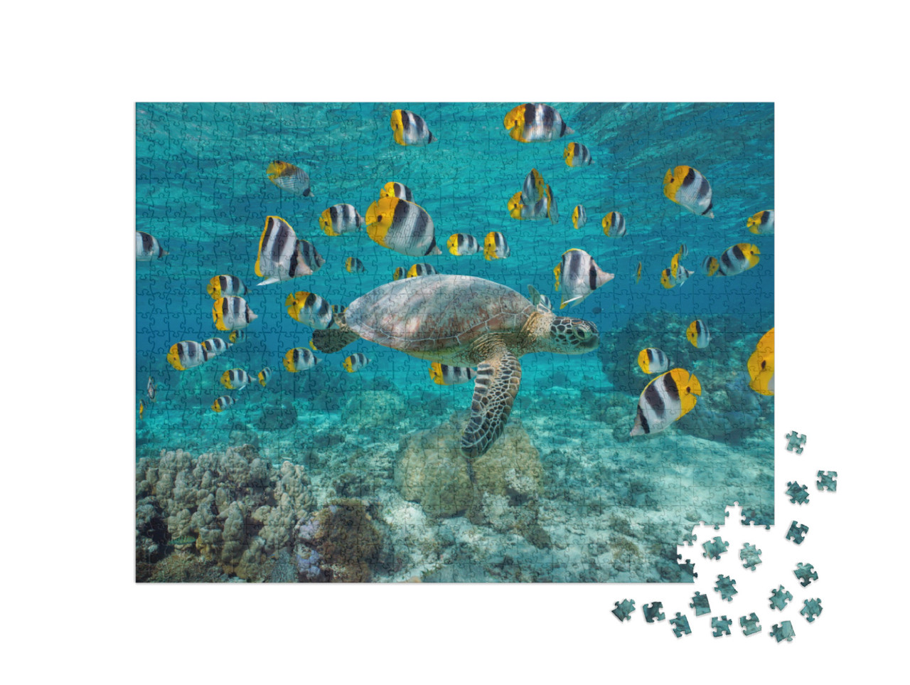 Puzzel 1000 stukjes „Zeeschildpad met een school tropische vissen, Polynesië“