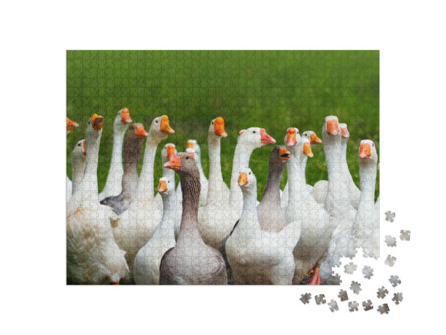Puzzel 1000 stukjes „Kudde kakelende ganzen“