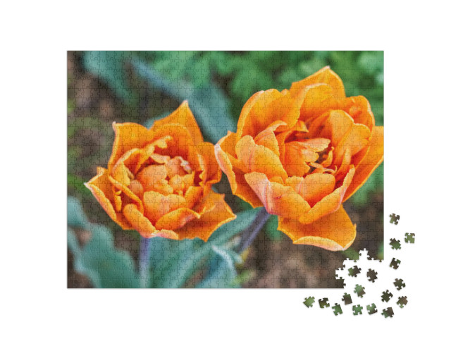 Puzzel 1000 stukjes „Oranje tulpen“