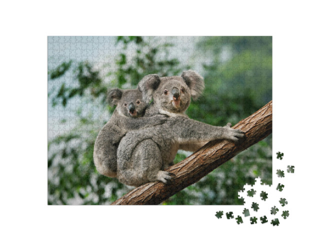 Puzzel 1000 stukjes „Koala welp knuffelt op de rug van zijn moeder“