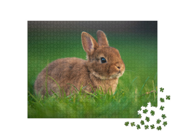 Puzzel 1000 stukjes „Baby konijn op groen gras“