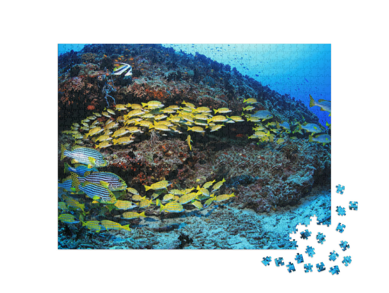 Puzzel 1000 stukjes „Koraalrif met kleurrijke vissen in de Indische Oceaan“