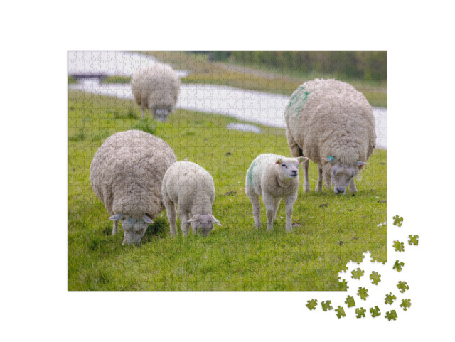 Puzzel 1000 stukjes „Typisch voorjaarslandschap van het eiland Texel, kudde makke schapen met pasgeboren lammeren“