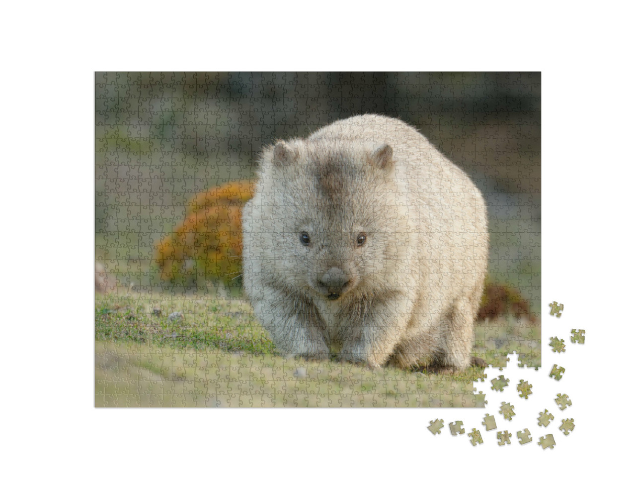 Puzzel 1000 stukjes „Australische wombat, ook bekend als de ruwharige of naaktneusbeer“