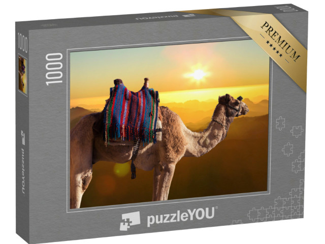 Puzzel 1000 stukjes „Dromedariskameel voor de berg van Sint Mozes, Egypte, Sinaï“