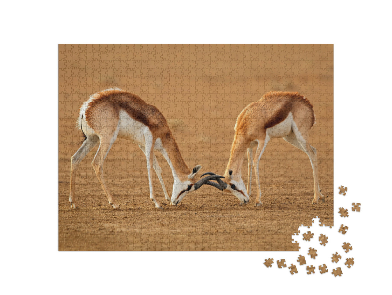 Puzzel 1000 stukjes „Twee mannelijke springbokantilopen vechten, Kalahari“