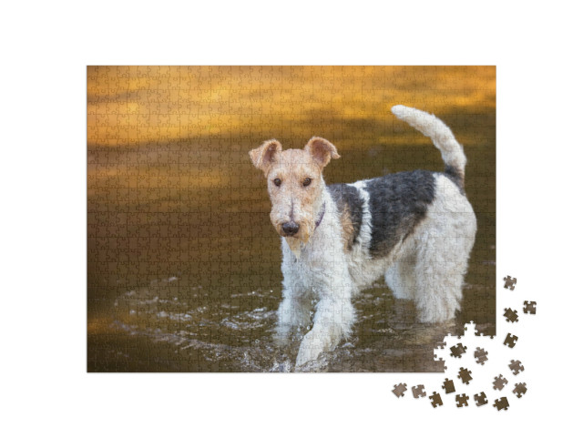 Puzzel 1000 stukjes „Draadharige foxterriër speelt in het water“