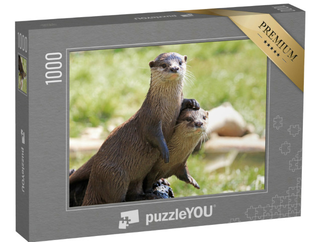 Puzzel 1000 stukjes „Twee aandachtige rivierotters“