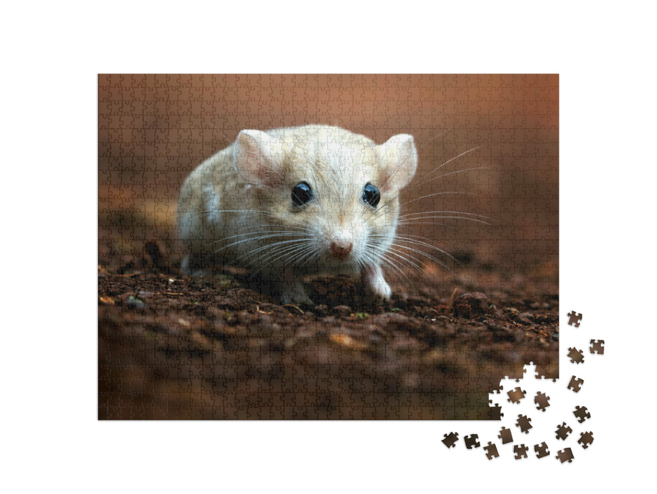 Puzzel 1000 stukjes „Schattige gerbil met grote donkere ogen“