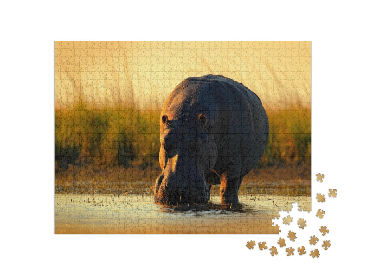 Puzzel 1000 stukjes „Afrikaans nijlpaard in het avondlicht, Botswana, Afrika“