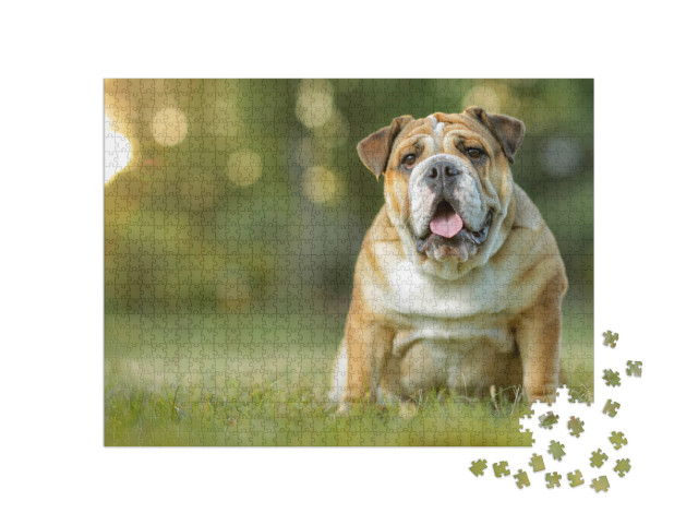 Puzzel 1000 stukjes „Engelse Bulldog“